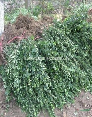 大葉扶芳藤各種規(guī)格*、扶芳藤苗木